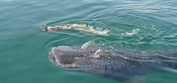 Holbox Whale Shark Tour